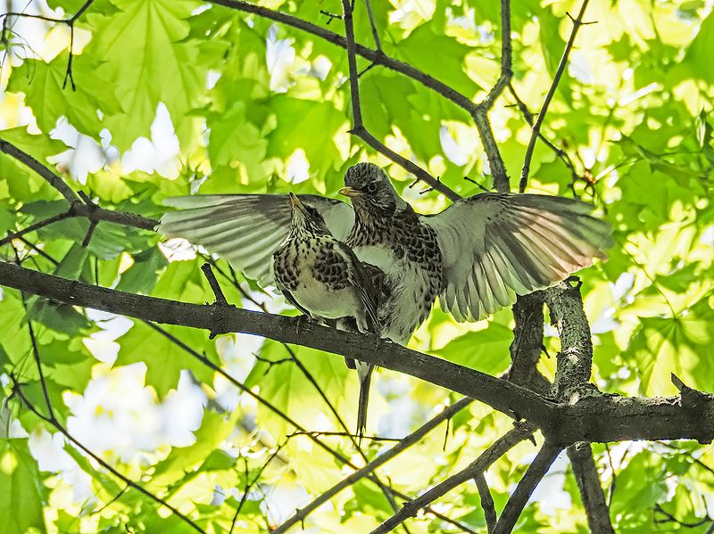 под сенью кленаphoto preview