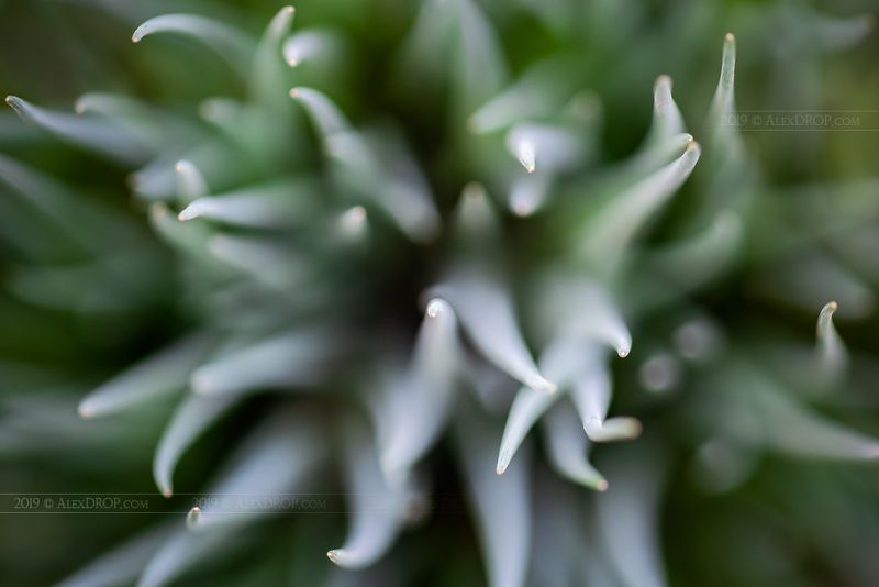 Floral abstractphoto preview