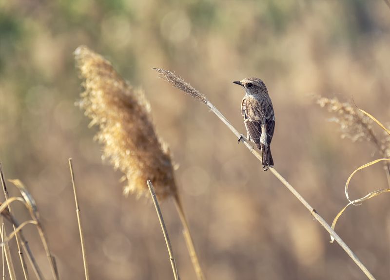 птица, черноголовый чекан, самка, весна, Черноголовый чекан (самка)photo preview