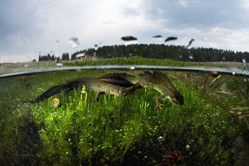 урал, тритон, гребенчатый тритон, красная книга, сплит, пейзаж, подводная съемка Брачный период гребенчатого тритона.photo preview