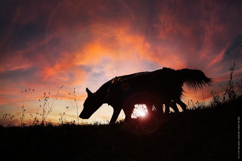 двое на закатеphoto preview