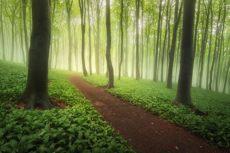 Fresh greenphoto preview