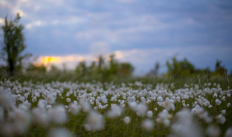 пейзаж, рассвет, весна, май, степь, ветреница Ветреничная поляна фото превью