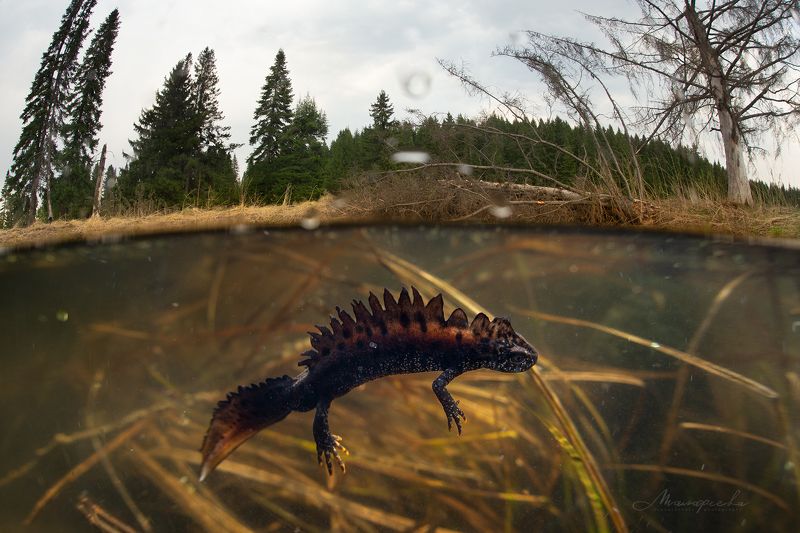 тритон, гребенчатый тритон, урал, сплит, подводное фото, красная книга Гребенчатый тритон в родной средеphoto preview