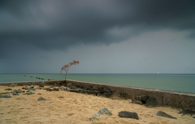 poland, hel, sea, baltic, cloud, rain, last, tree Helphoto preview