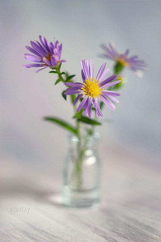 сентябрики Про сентябрьские астры в светломphoto preview