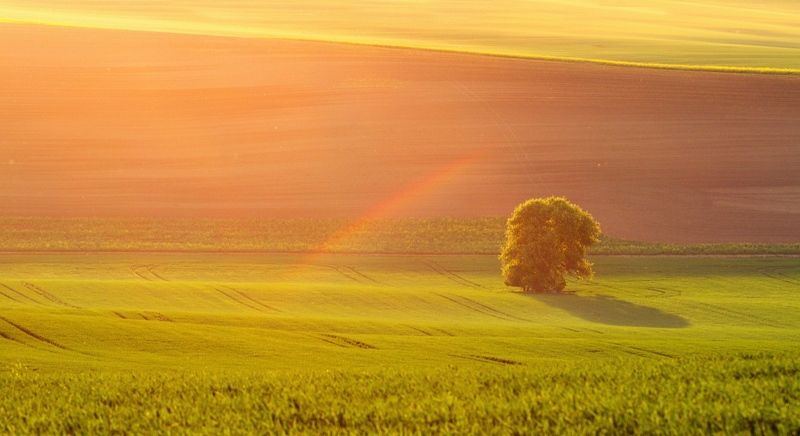 Old pear tree with a rainbow :-)photo preview