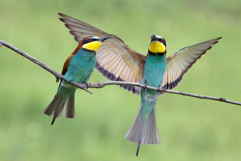 Щуркиphoto preview