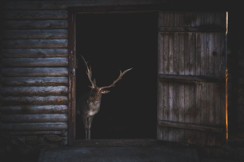 Deer at Homephoto preview