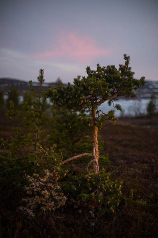 сосна, шишки, север, солнце, закат, белые ночи, сопки, природа, ночь Красота природыphoto preview