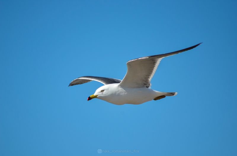 #чайка, #птица, #сахалин Чайка фото превью