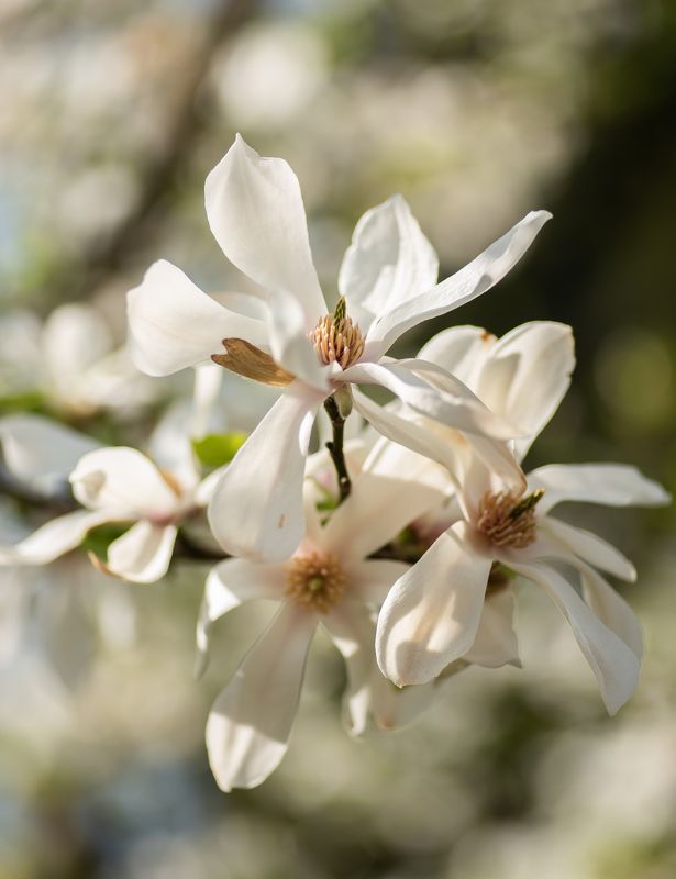 цветение, весна, магнолия, цветы, белый, цветок, природа, ботаника, flower, spring, blossom Цветение магнолии.photo preview