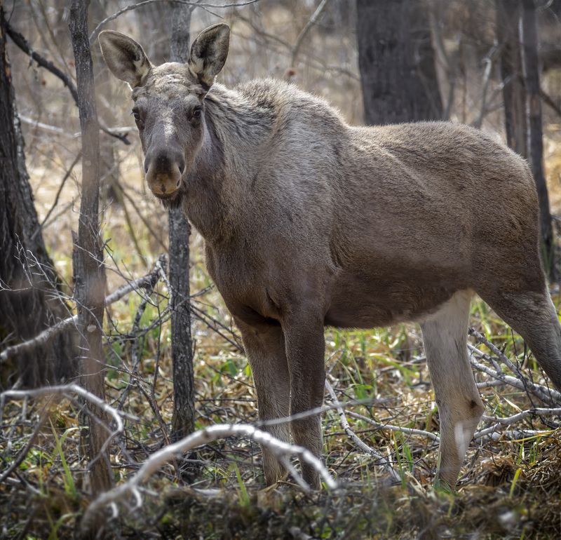 животное, лось, лес, Лоси (прошлогодки)photo preview