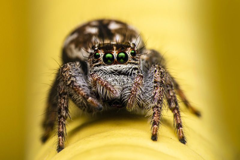 spider, small, beautiful, nature, animal, eyes, light, focus, macro, close up, garden, wildlife, jumping, forest Macro of spiderphoto preview