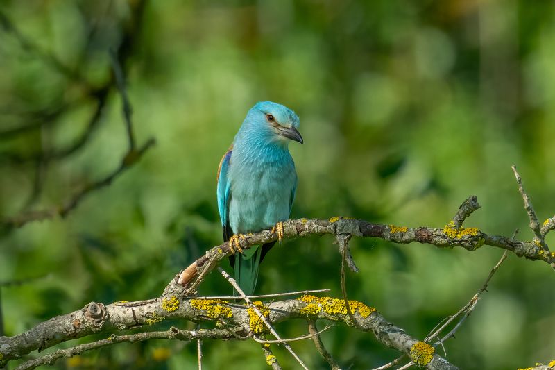 European roller (Coracias garrulus)...photo preview