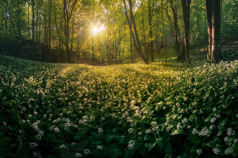Garlic forestphoto preview