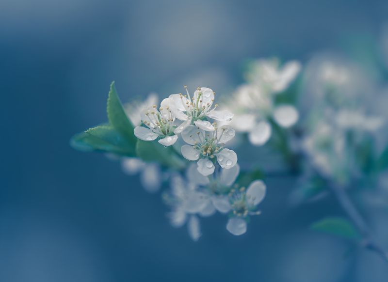 Ситцевая весна фото превью