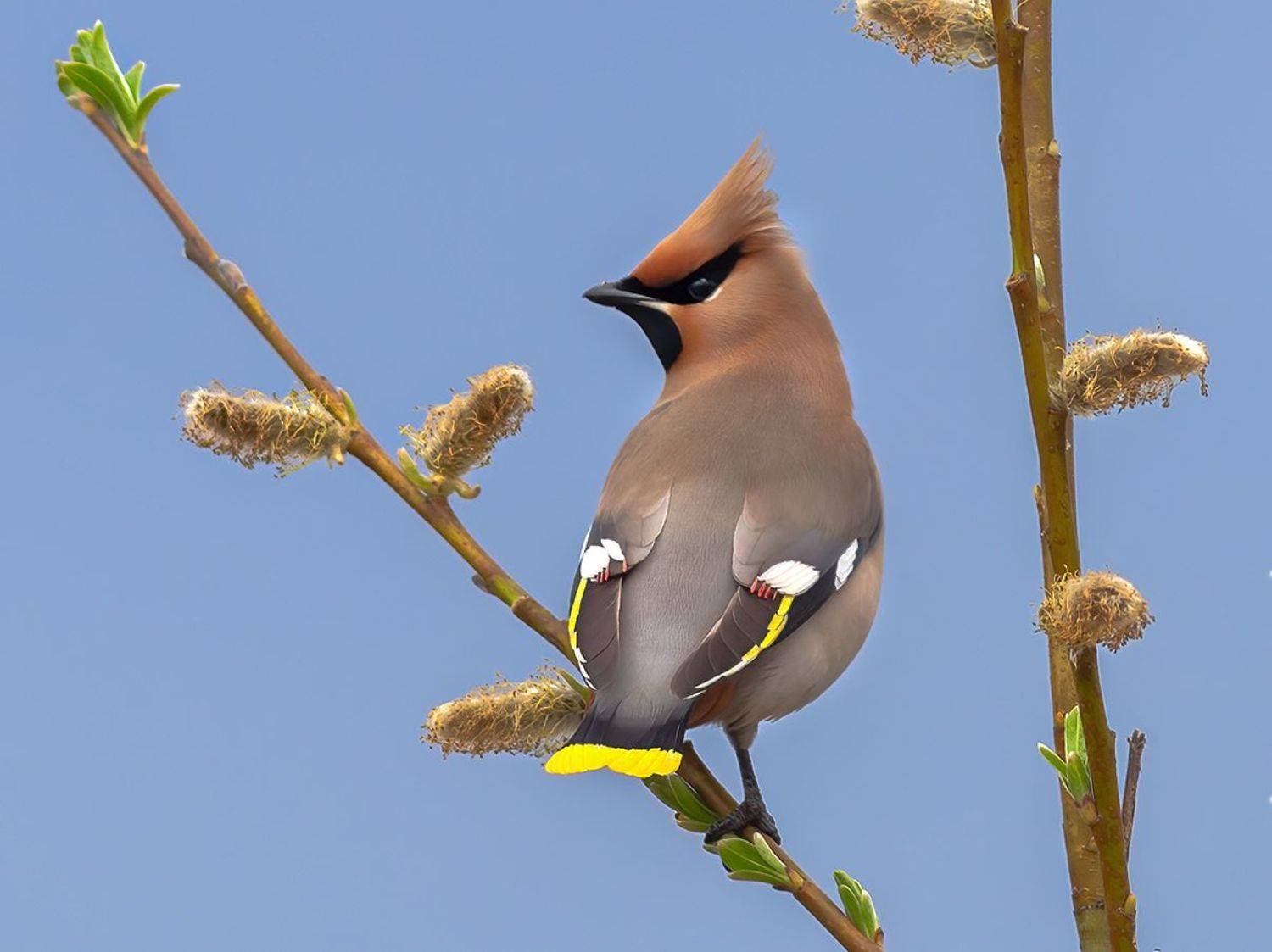 Свиристель. Автор: Игорь Триер печора,север,птицы,весна,анималистика,свиристель,красота,лес,закат,pechora, north, birds, spring, animalistics, , beauty, forest, sunset, Игорь Триер