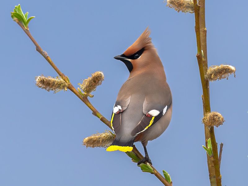 печора,север,птицы,весна,анималистика,свиристель,красота,лес,закат,pechora, north, birds, spring, animalistics, , beauty, forest, sunset Свиристельphoto preview