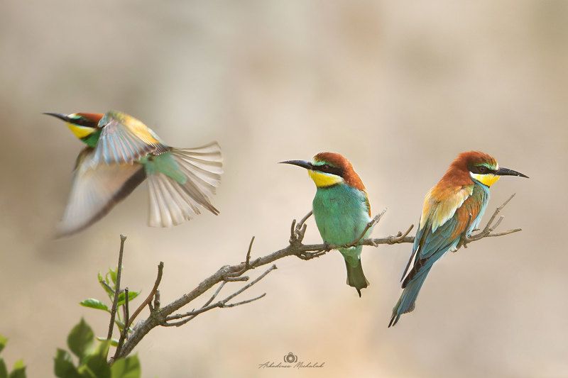 Żołnaphoto preview