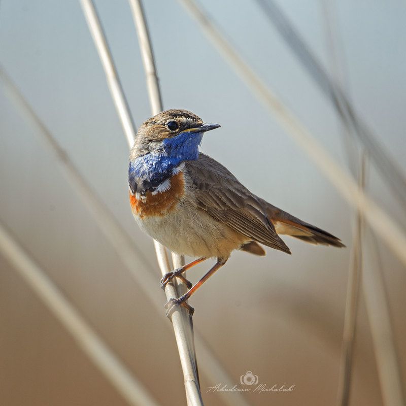 Podróżniczekaphoto preview