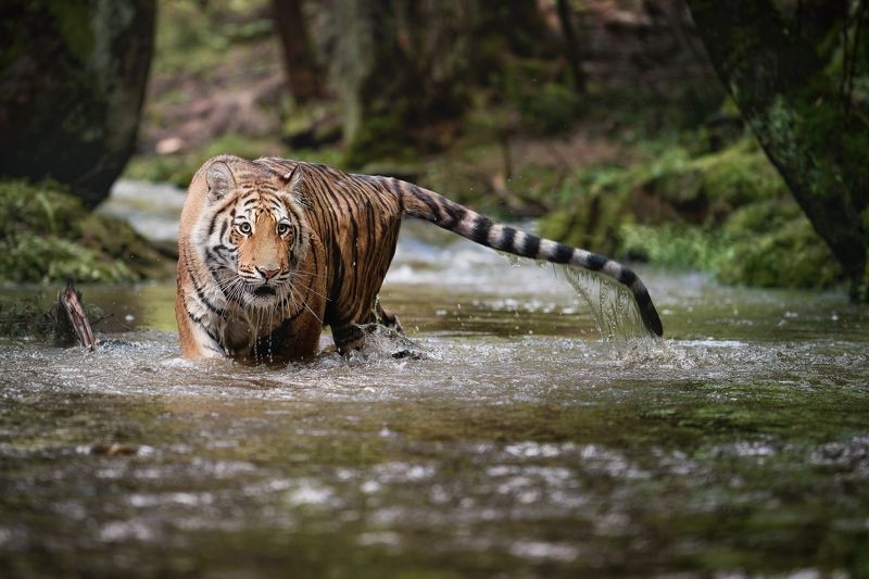 tiger, creek, water, siberian tiger Bathing in the creekphoto preview