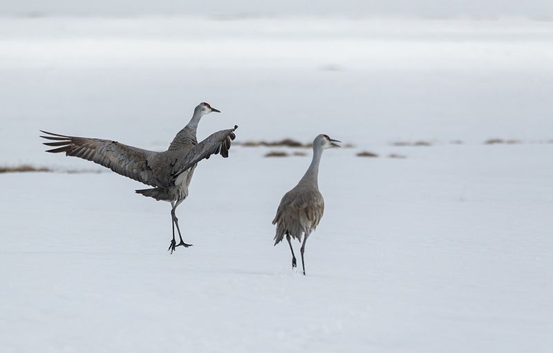 чукотка, арктика, весна, снег, журавль, канадский журавль Весна - журавли....photo preview