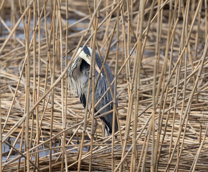 природа, птицы, цапля, засада Взглядphoto preview