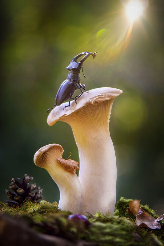 макро, макро фото, жук-олень, жуки, насекомые, вчувствование, макро истории, насекомые, macro, insect, nature, feelings \