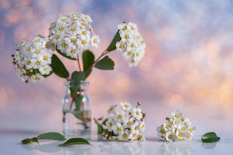 спирея, весна во флаконе, невеста, гелиос 44 Про спирею из 2020photo preview