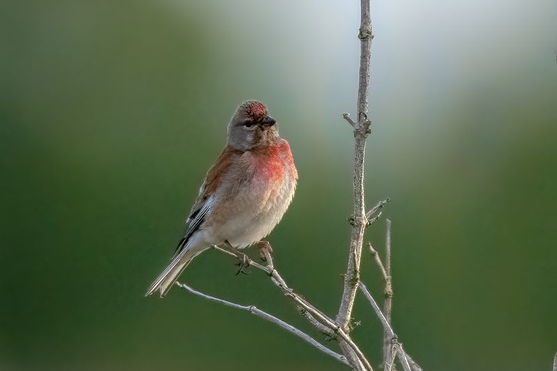 linnet; bird; sparrow; france; Common Linnetphoto preview