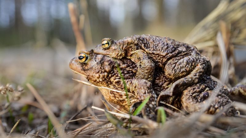 весна  заповедник, любовь, серая жаба, красная книга, ленобласть, озеро Друг тебя не бросит...photo preview