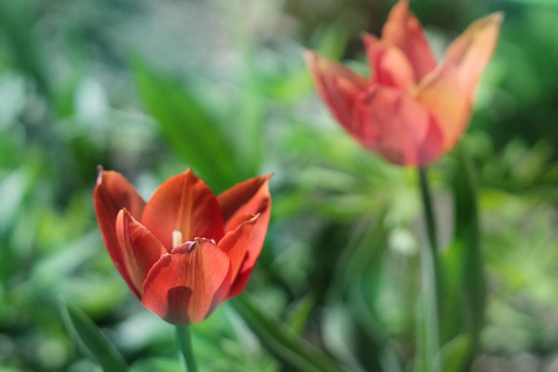 весна, цветы, весенние цветы, природа веснаphoto preview