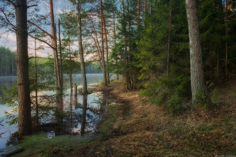 лес, утро, сосны, разлив, половодье, рассвет, дорога, тропинка, весна, распутица, тина, зелень У подтопленного лесаphoto preview