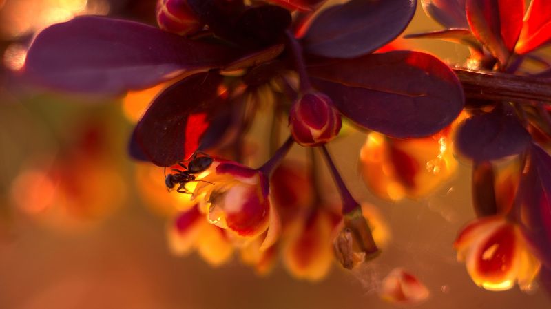 Барбарискаphoto preview