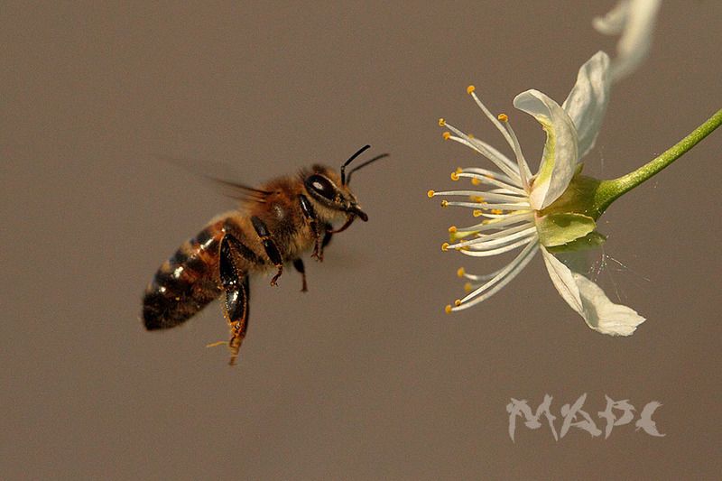 макро пчела весна май цветок вишни Пчелкаphoto preview