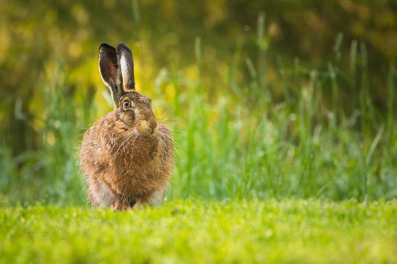 заяцphoto preview