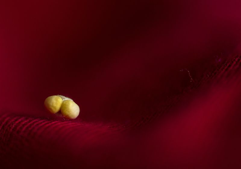 макро, красная ткань, тычинка, пестики, цветы, тычинка фиалки На красной тканиphoto preview