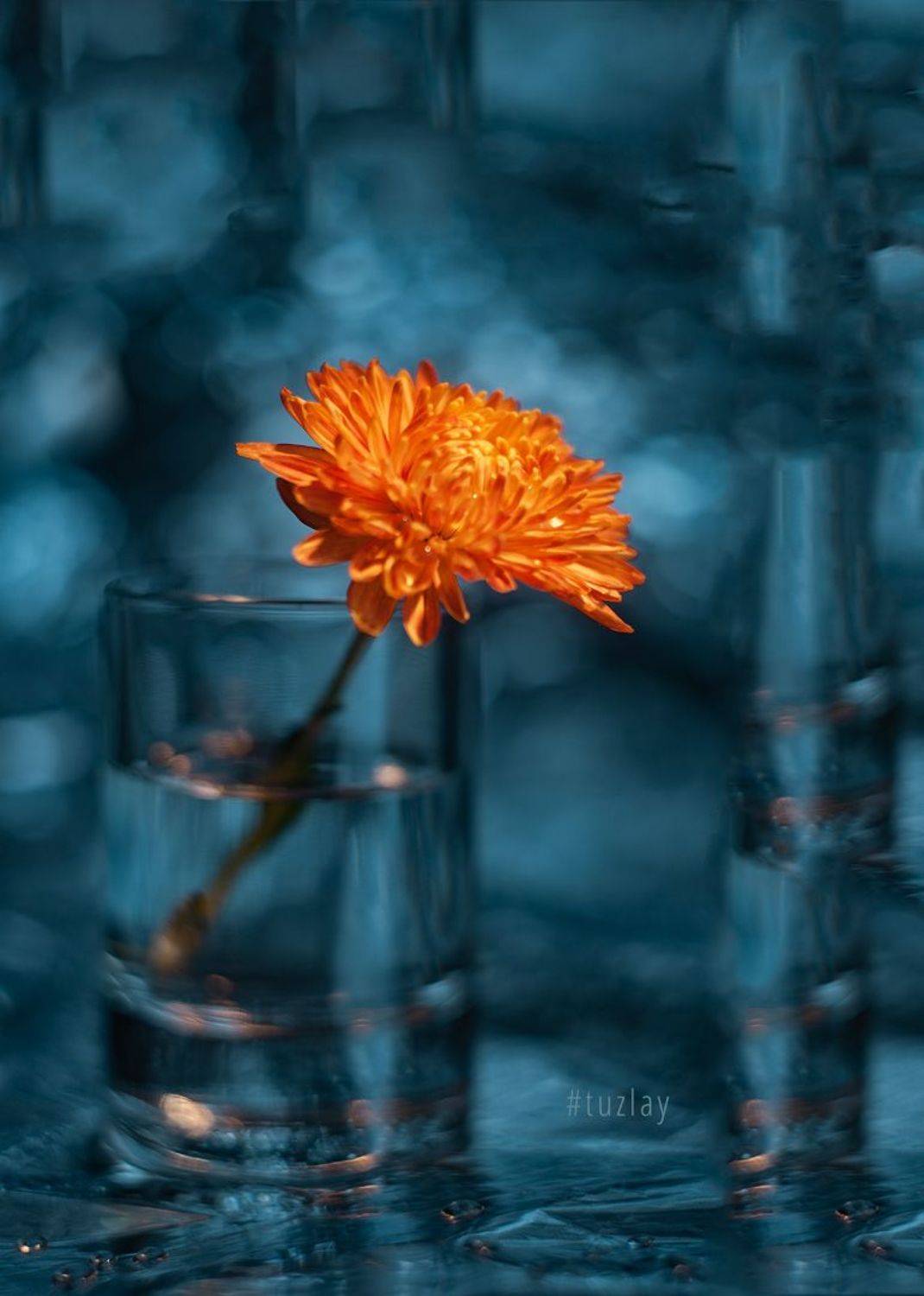 хризантемы, Владимир Тузлай