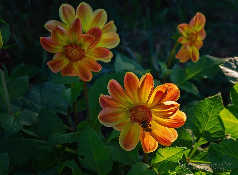 Вечернее настроениеphoto preview