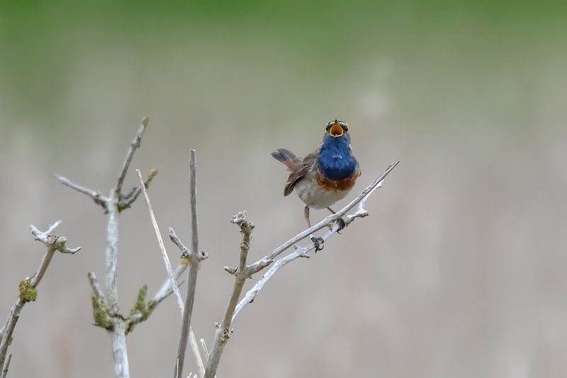 bluethroat; bird; nature; sparrow; perching; Singingphoto preview