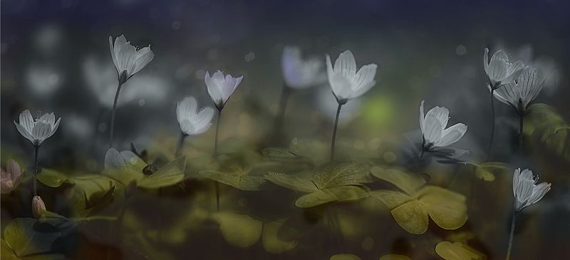 ..лес просыпается..photo preview