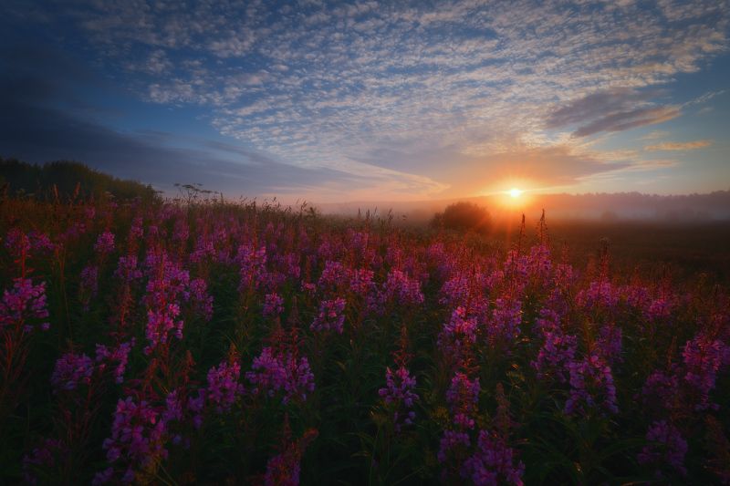 #трава #солнце #свет #лето #туман #иванчай Его кипреем называютphoto preview