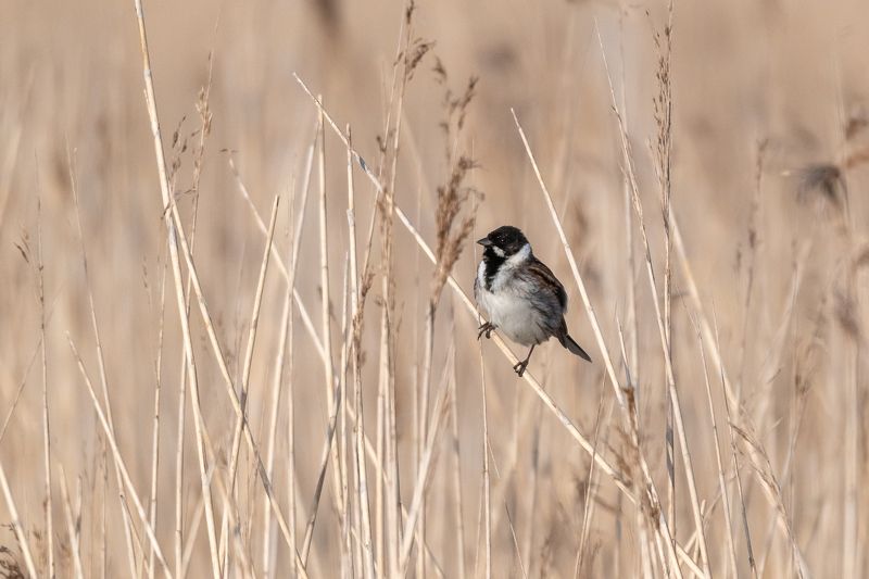 bird; perching; bunting; sparrow Common Reed Buntingphoto preview