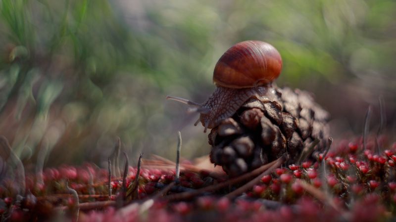 Улиточкаphoto preview