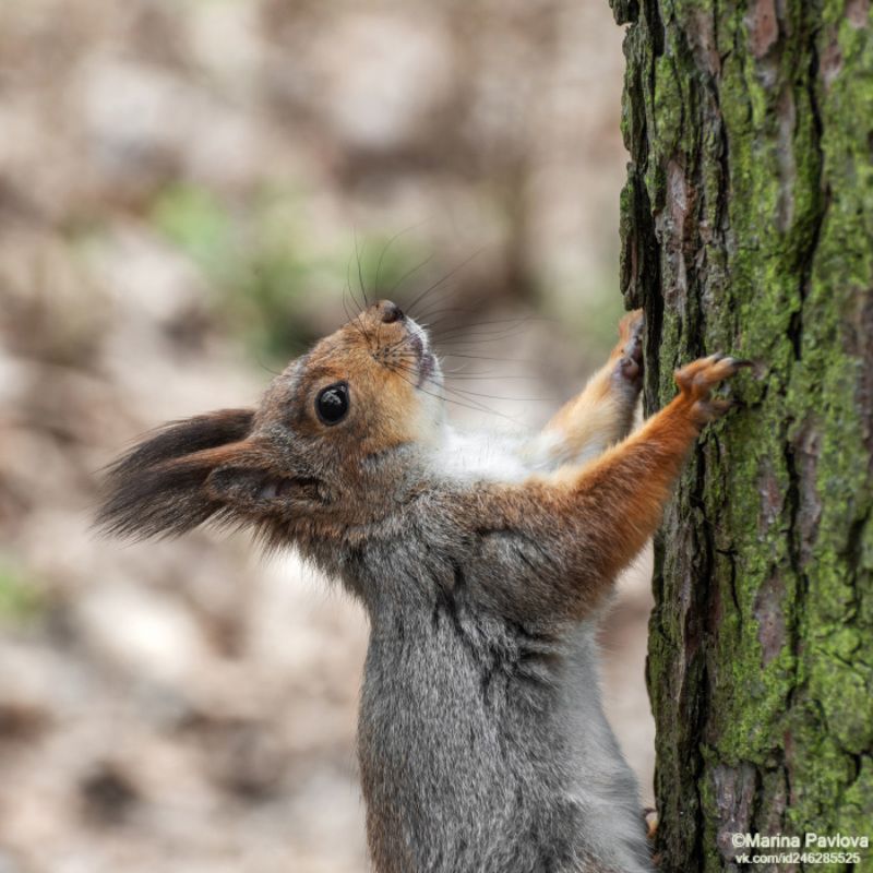 животные, животный мир, белка, лесопарк александрино, петербург, весна, nikon Снимайте быстрее, я очень тороплюсь! фото превью