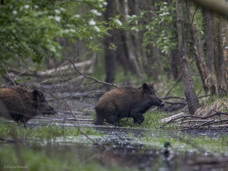 Кабаныphoto preview