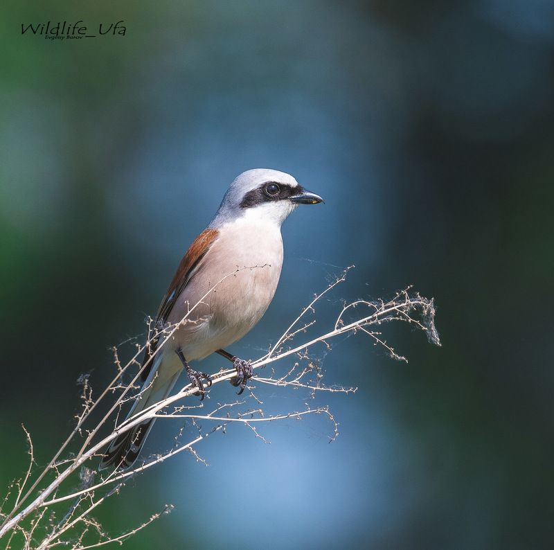 уфа, жулан Сорокопут-жулан / Red-backed shrike / Lanius Colluriophoto preview