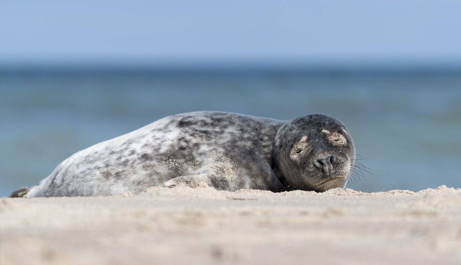 море. пляж. балтийская нерпа, Александр Смолкин