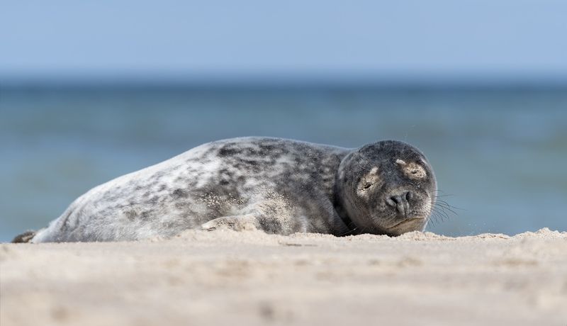 море. пляж. балтийская нерпа На балтийском  на пляжу; я лежу на вас гляжуphoto preview